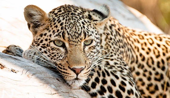 Leopard in Kruger National Park.