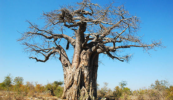 Limpopo boasts one of the worlds largest Baobab trees.